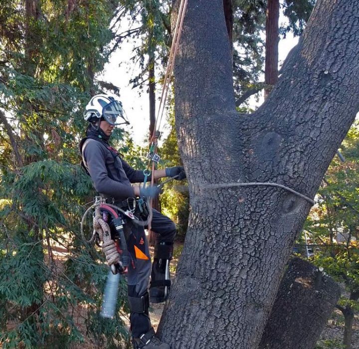 the arborist starting to climbed the tree