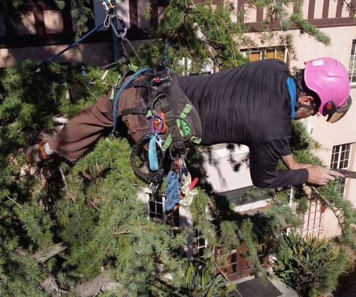 pruning the tree's crown