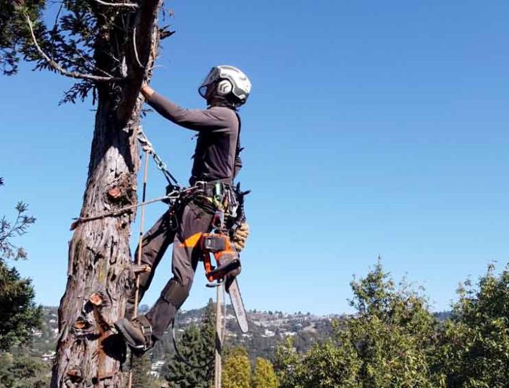 Man getting ready to cut the tree