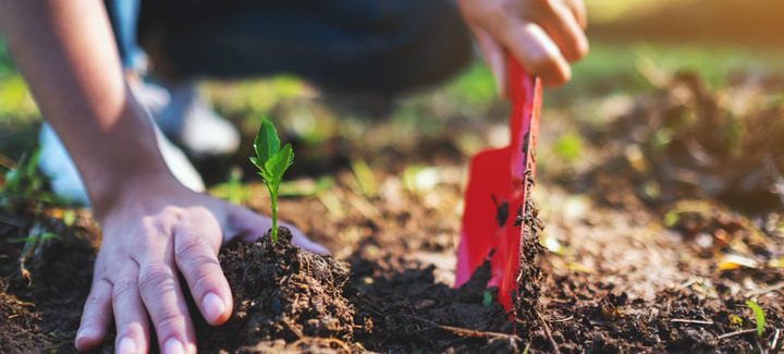 planting a tree