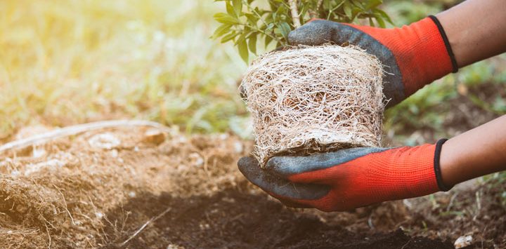 caring for nature by planting trees
