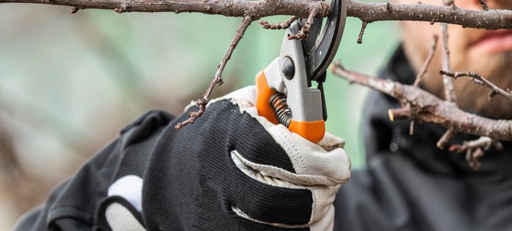 tree pruning using a cutting shear
