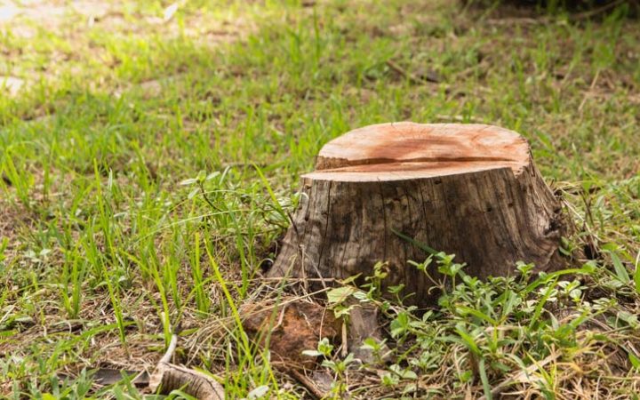 tree stump
