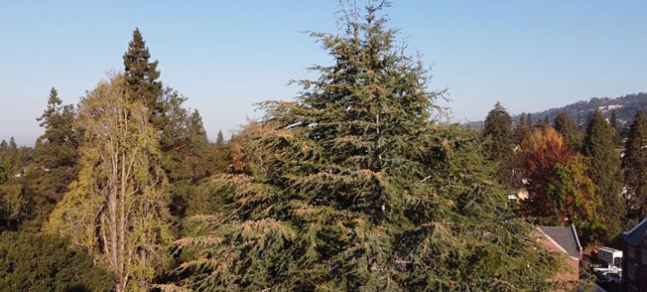 trees around the residential area
